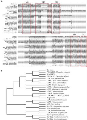 Insights on Structure and Function of a Late Embryogenesis Abundant Protein from Amaranthus cruentus: An Intrinsically Disordered Protein Involved in Protection against Desiccation, Oxidant Conditions, and Osmotic Stress